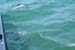 IMG_20060123_1351